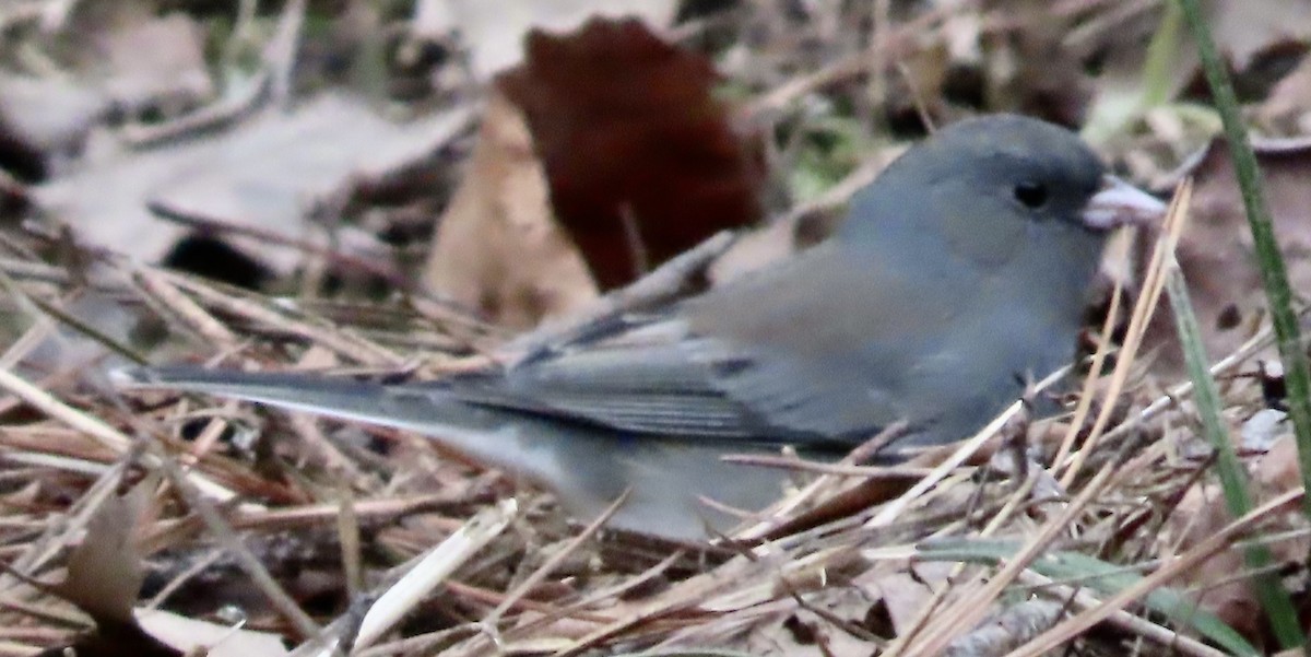 Dark-eyed Junco - ML525176341