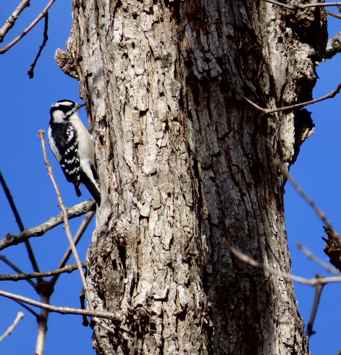 Downy Woodpecker - ML525176681