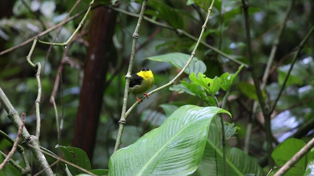 Golden-collared Manakin - ML525176691