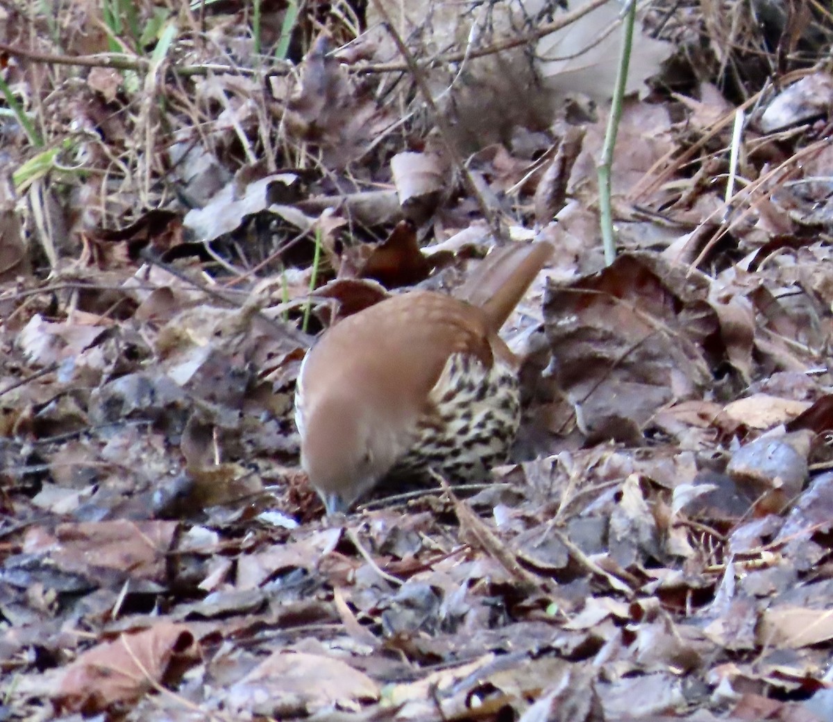 Brown Thrasher - Lawrence Zoller