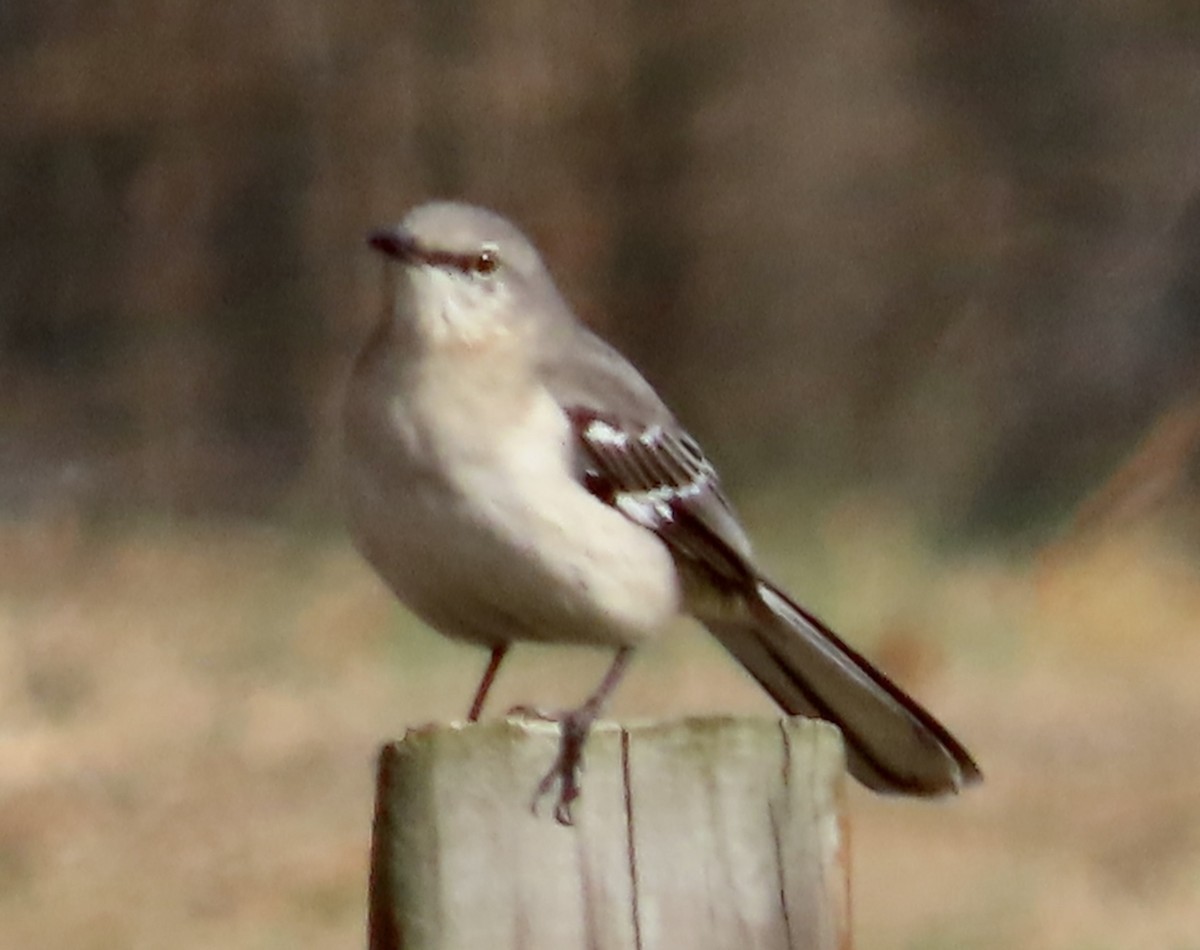 Northern Mockingbird - ML525176821