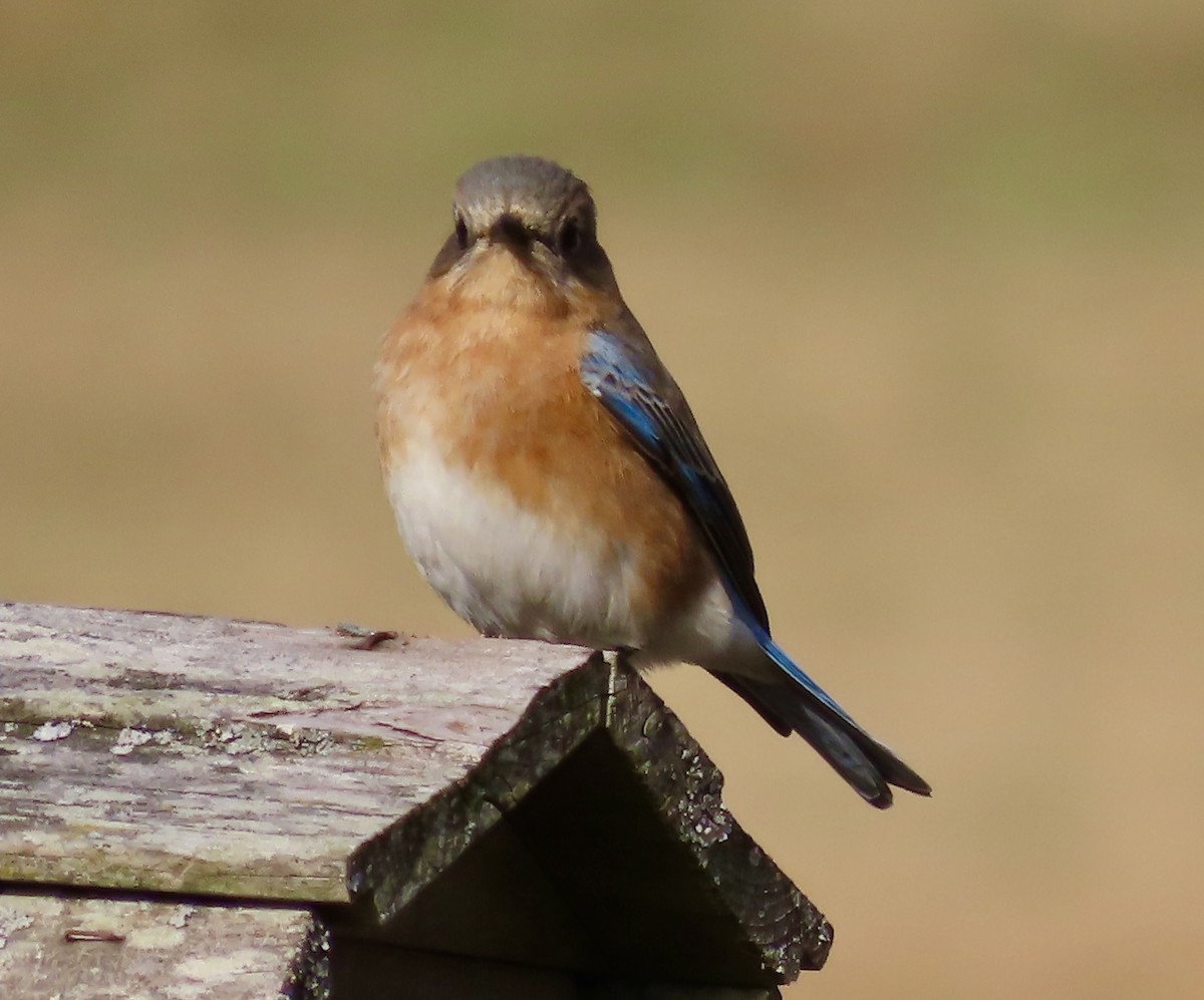 Eastern Bluebird - ML525176841