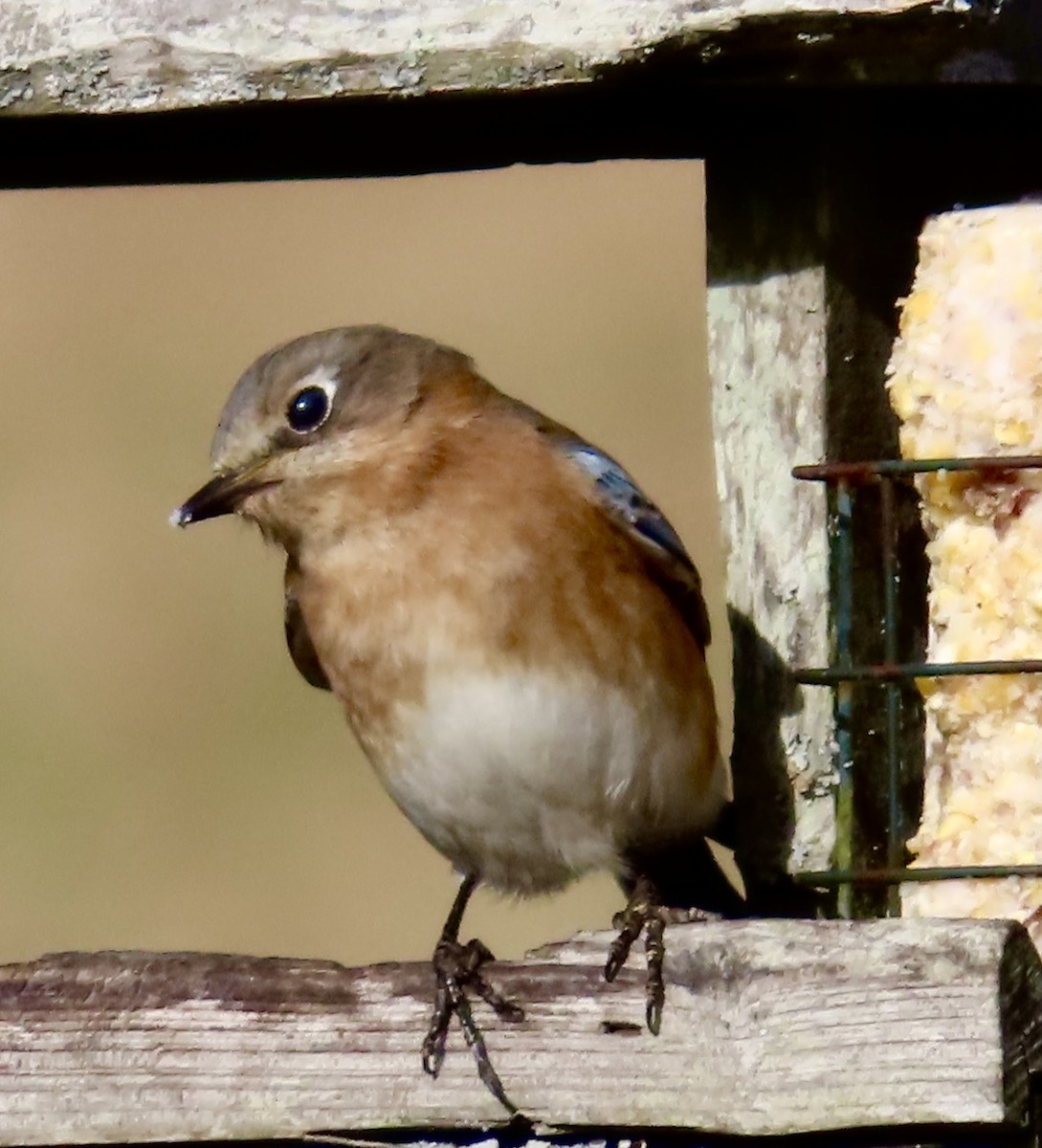 Eastern Bluebird - ML525176851