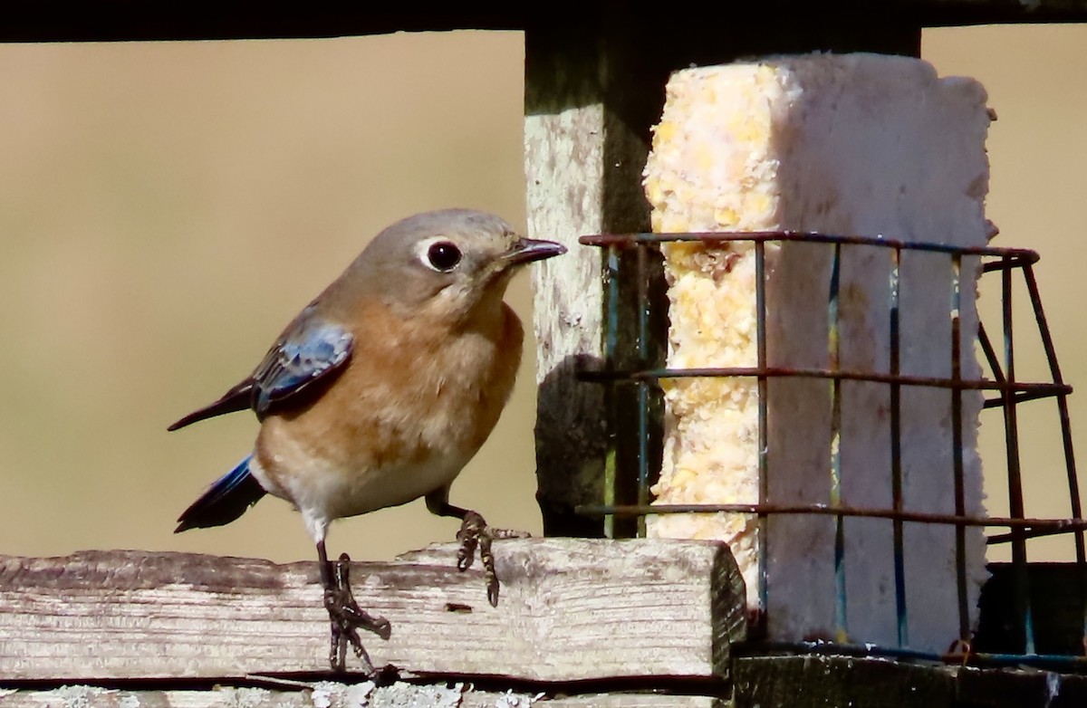 Eastern Bluebird - ML525176861