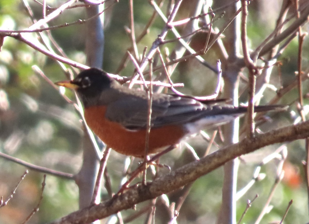 American Robin - ML525176891