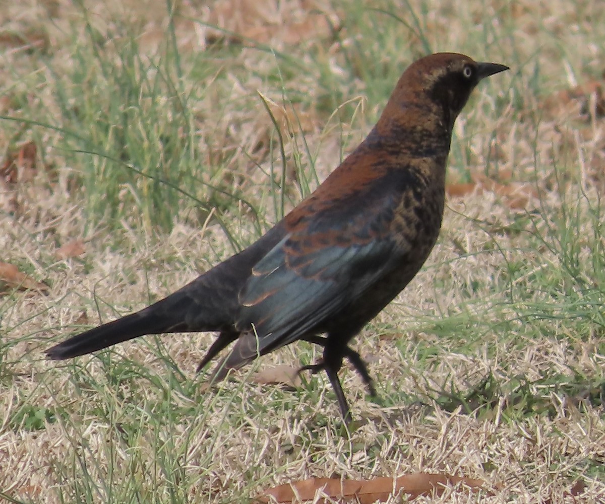 Rusty Blackbird - ML525177031