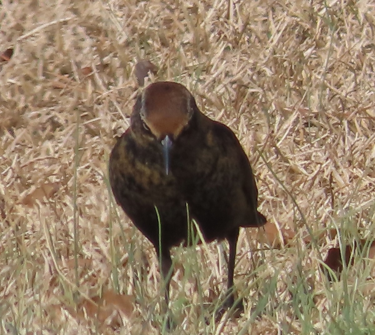 Rusty Blackbird - ML525177041