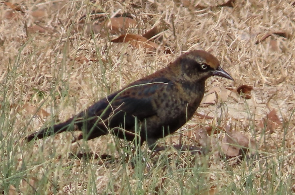 Rusty Blackbird - ML525177051