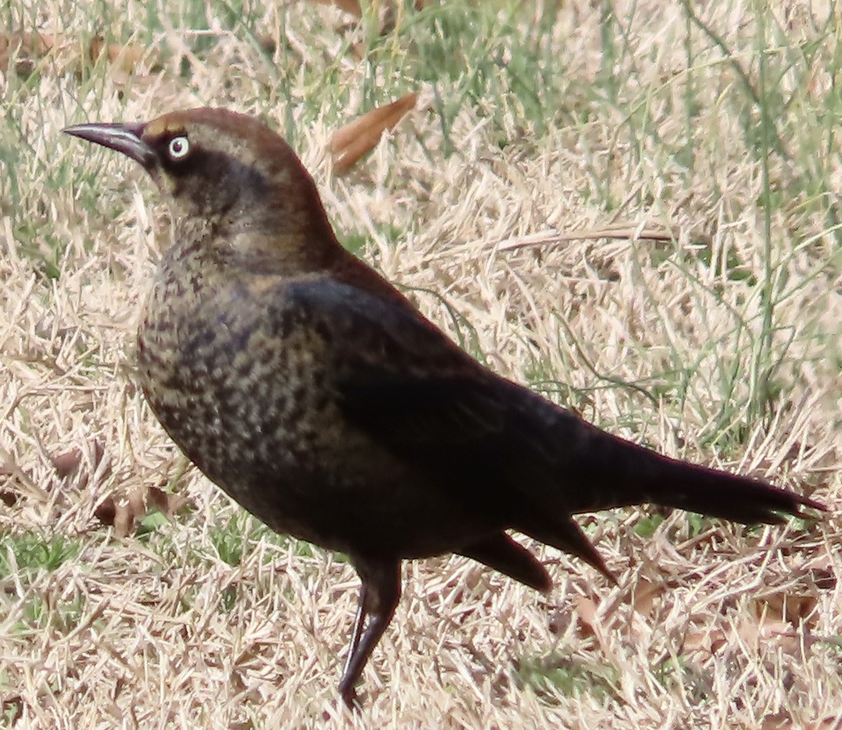 Rusty Blackbird - ML525177061