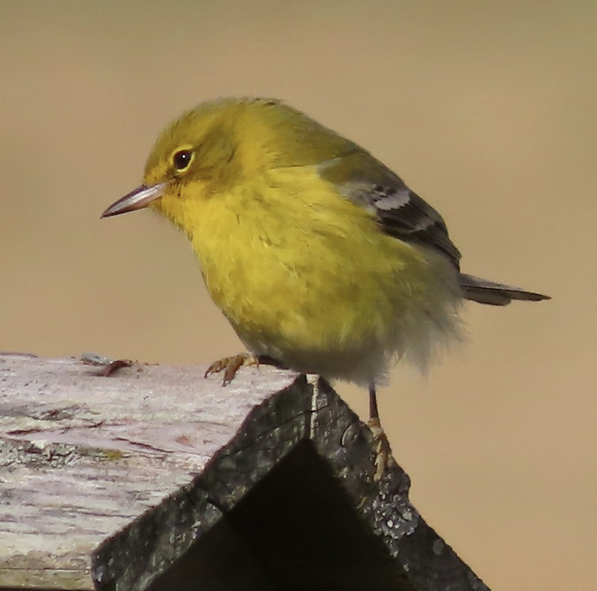 Pine Warbler - Lawrence Zoller