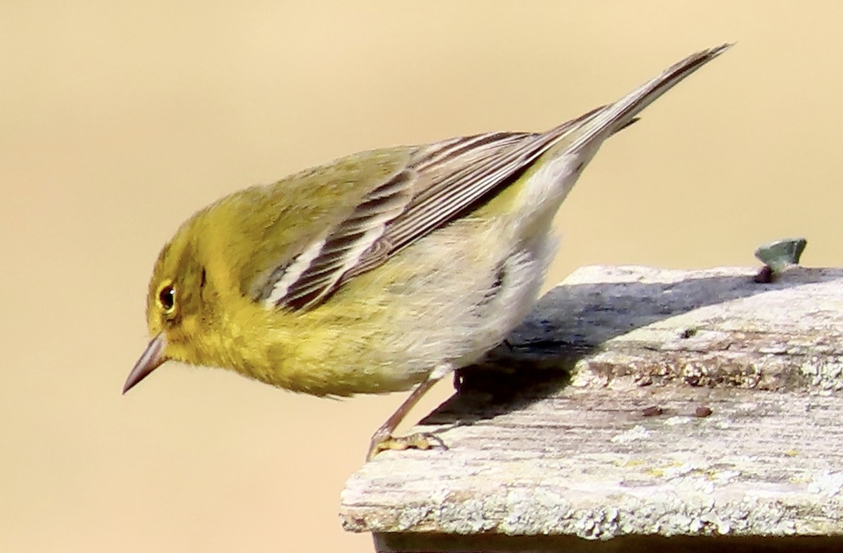 Pine Warbler - Lawrence Zoller