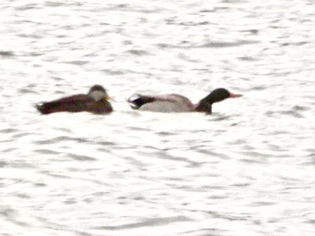 American Black Duck - ML525177761