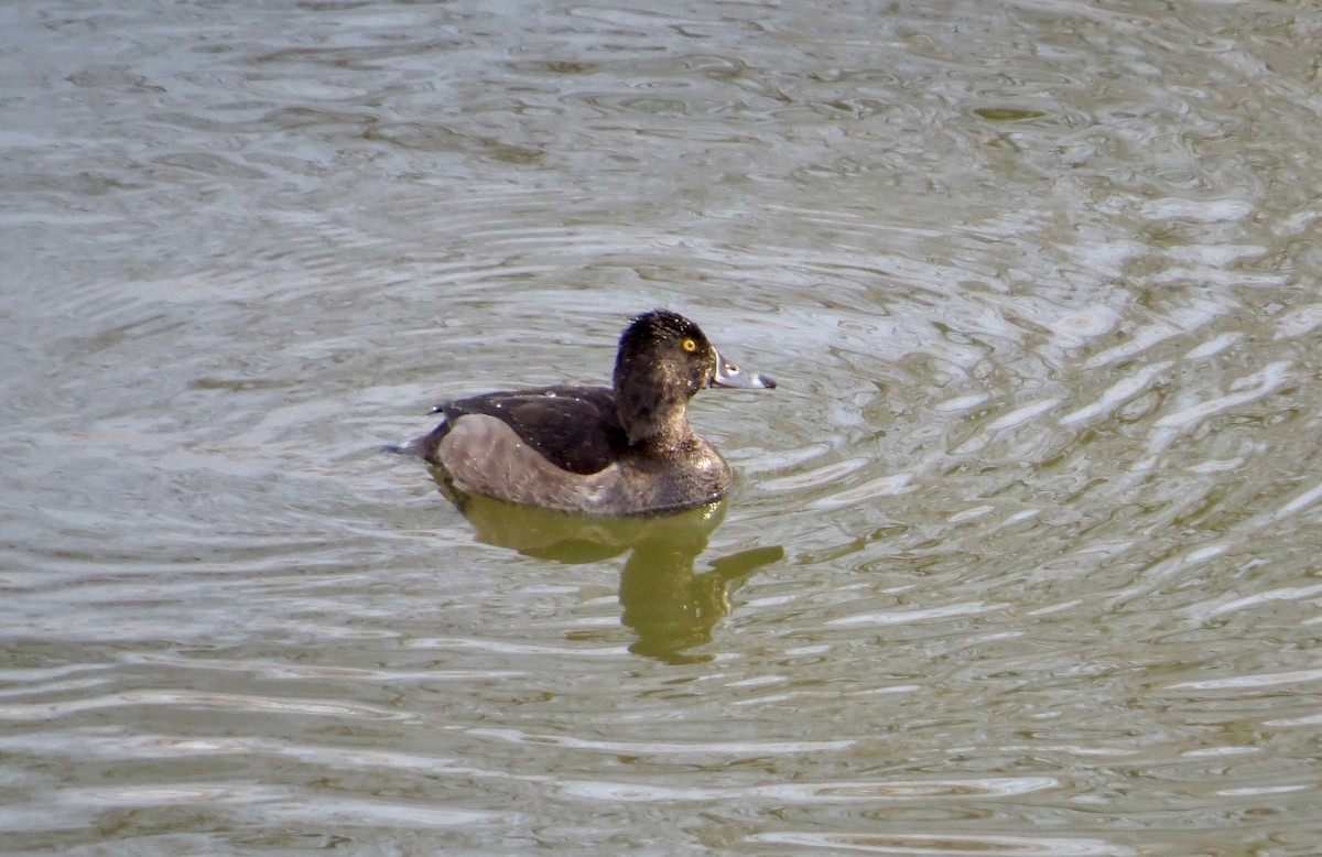 Ring-necked Duck - Brenda Werntz