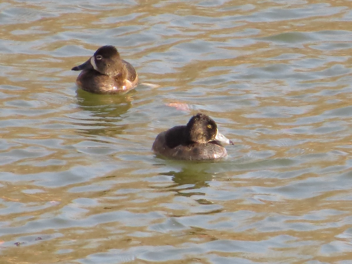 Ring-necked Duck - ML525178031