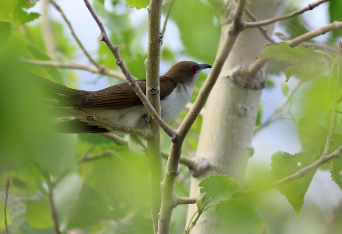 Black-billed Cuckoo - ML52517821