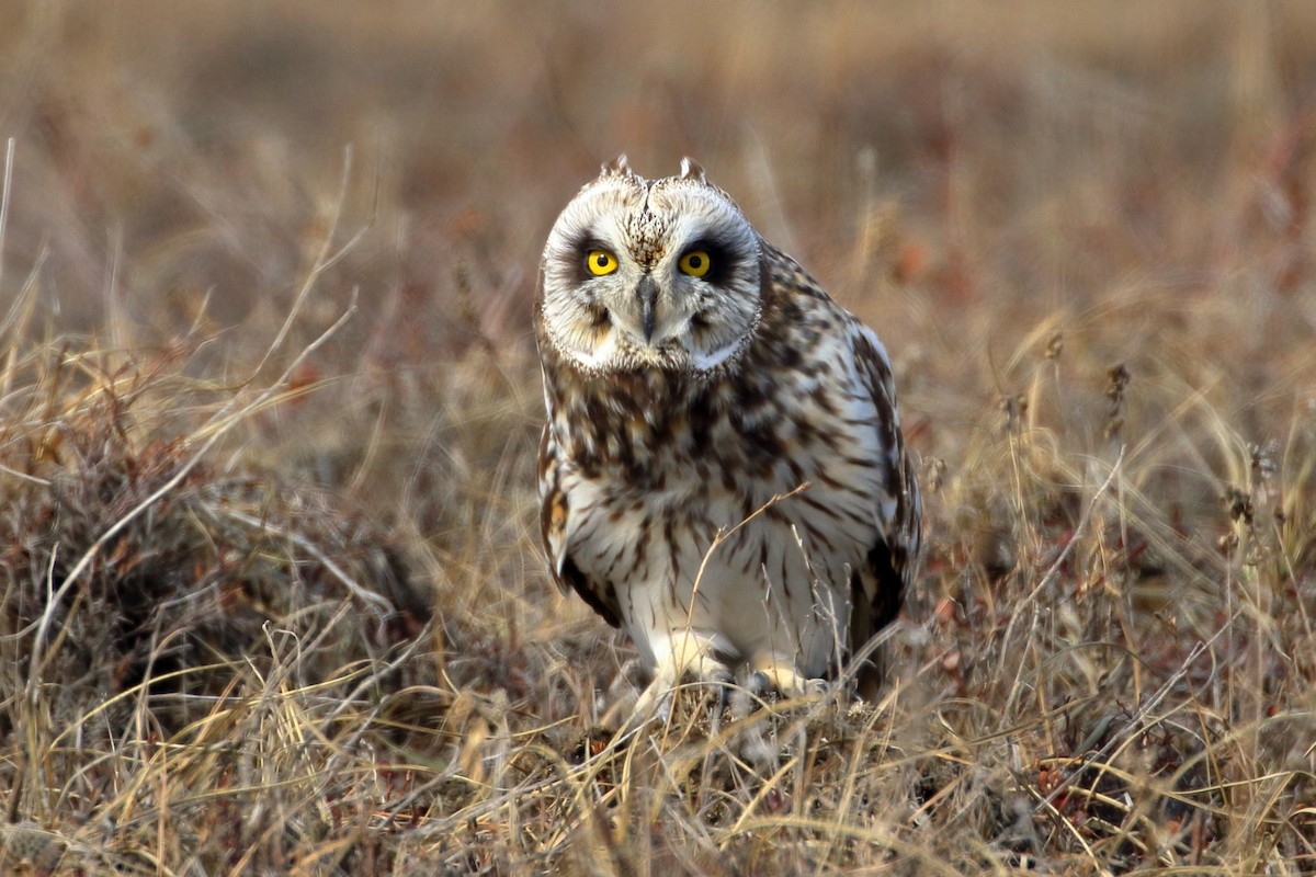 Short-eared Owl - ML525178401