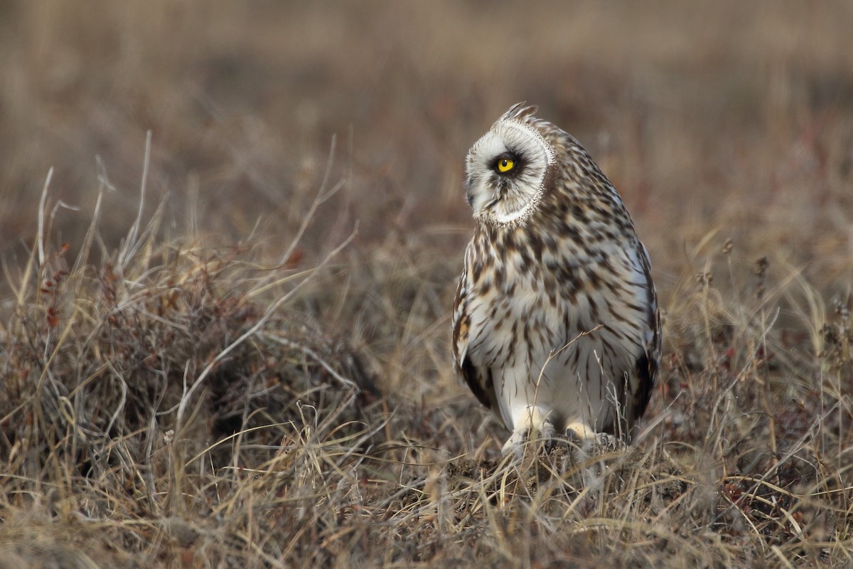 Short-eared Owl - ML525178461