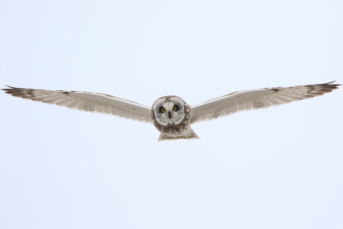 Short-eared Owl - ML525178561