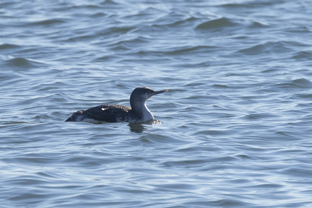 Red-throated Loon - ML525178741