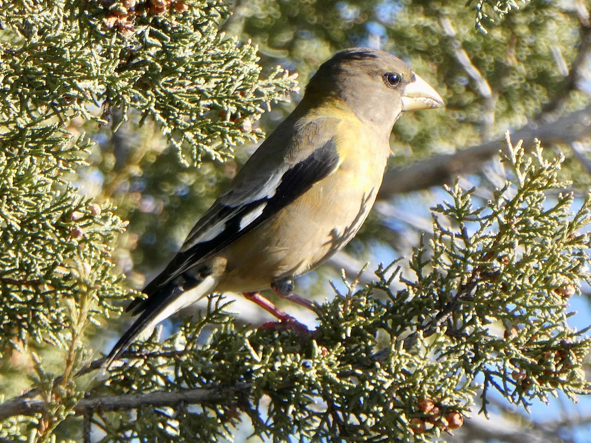 Evening Grosbeak - ML525179381