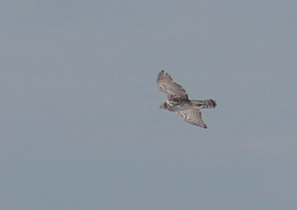 American Goshawk - ML525179401