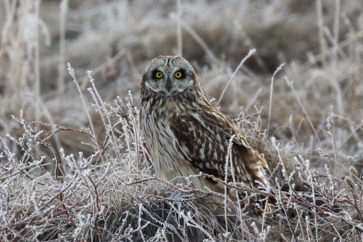 Hibou des marais - ML525179571