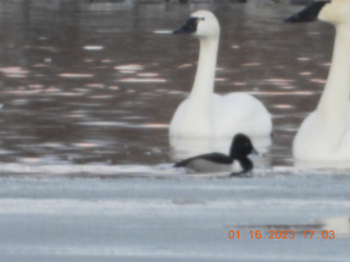 Tundra Swan - ML525180181