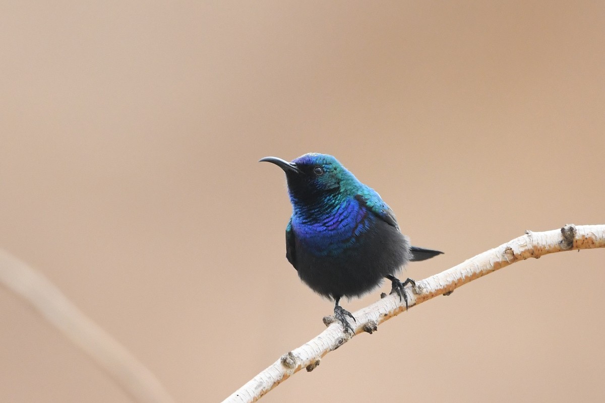 Palestine Sunbird - ML525182721