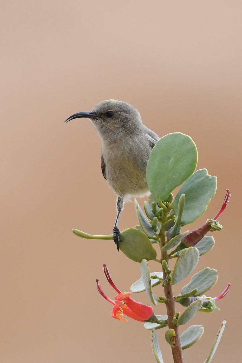 Palestine Sunbird - ML525182741