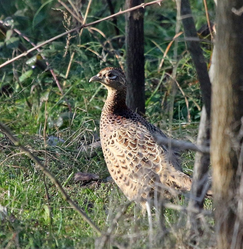 Ring-necked Pheasant - ML525185281