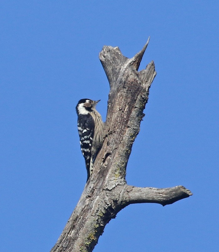 Lesser Spotted Woodpecker - ML525185441