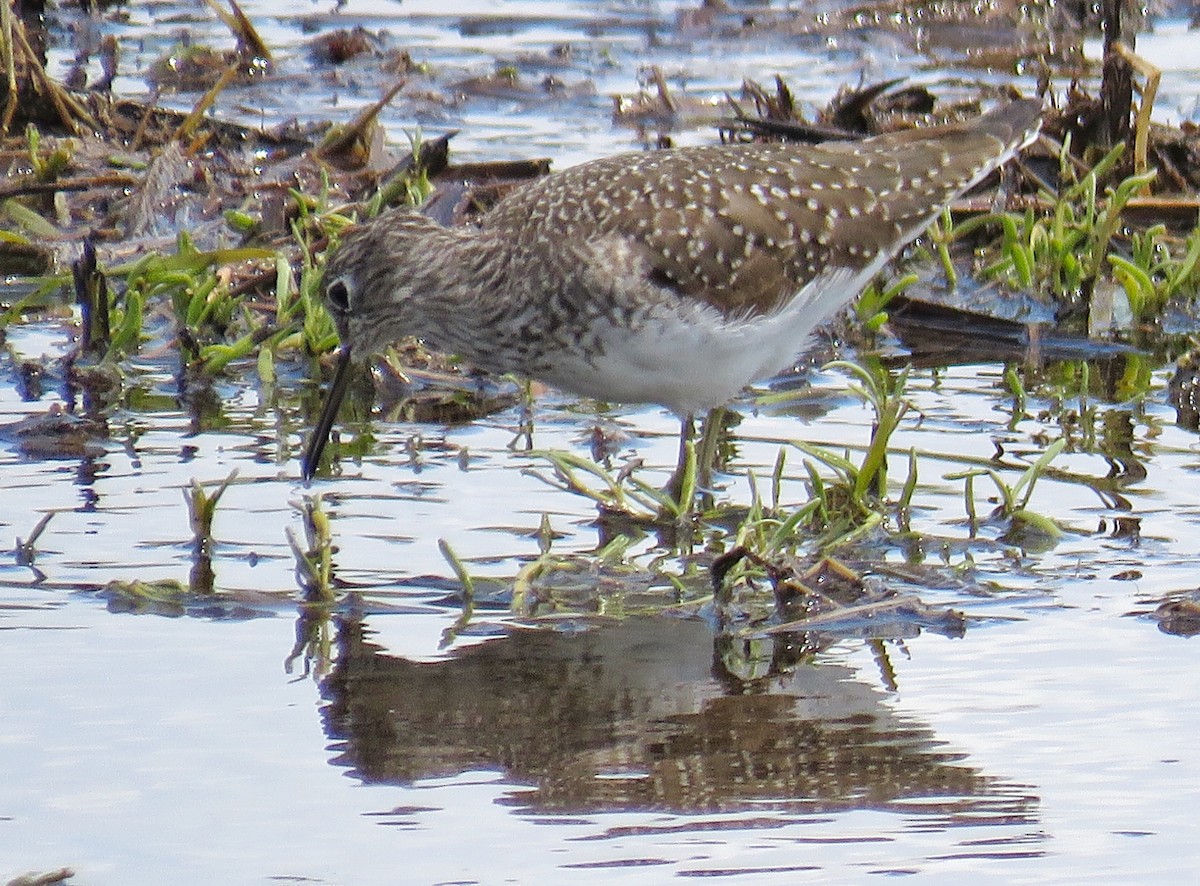 Solitary Sandpiper - ML52518611