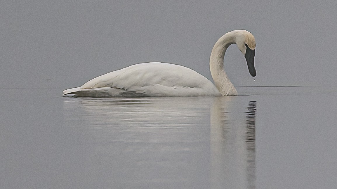 Trumpeter Swan - ML525186401