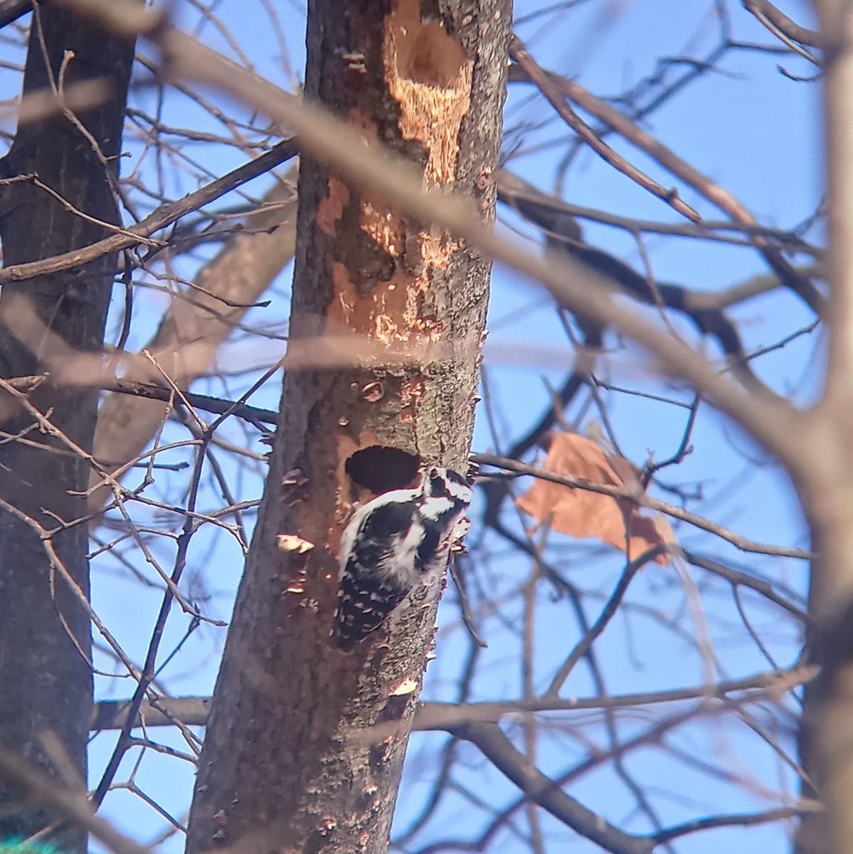 Downy Woodpecker - ML525186481