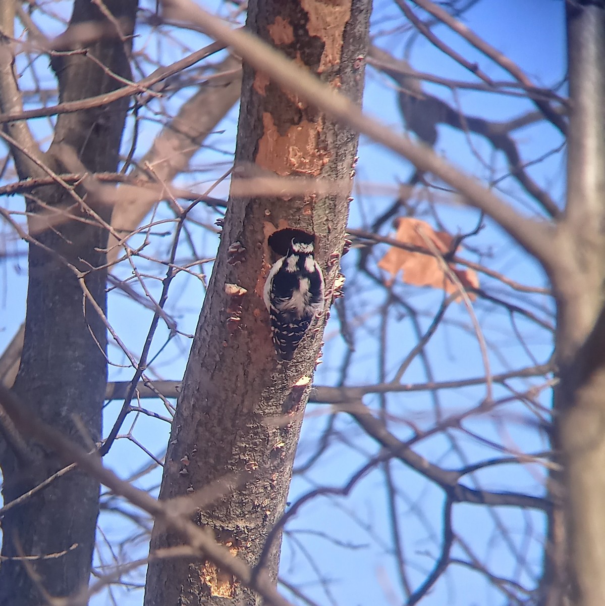 Downy Woodpecker - ML525186511