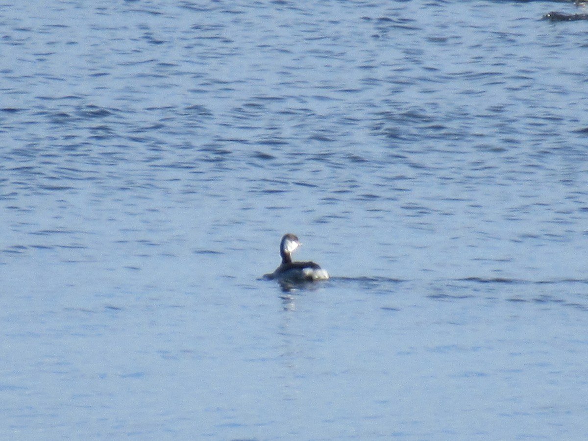 Ohrentaucher - ML525186611