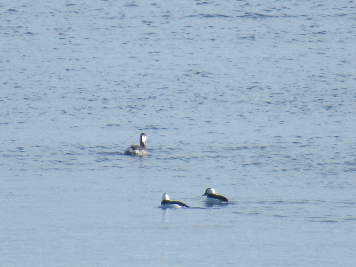 Ohrentaucher - ML525186701