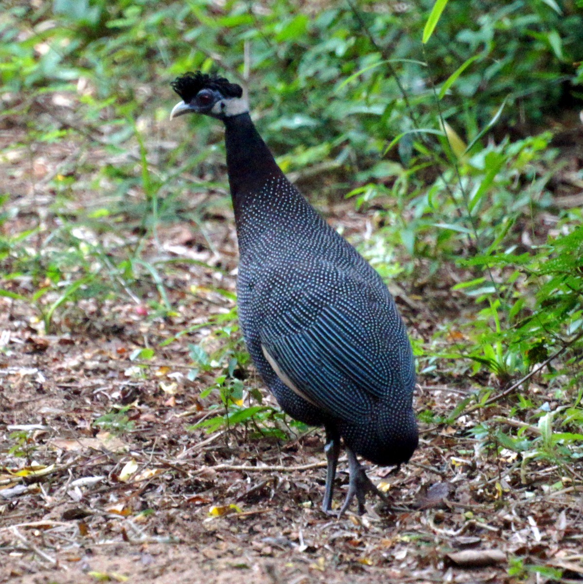 Southern Crested Guineafowl - ML525186971