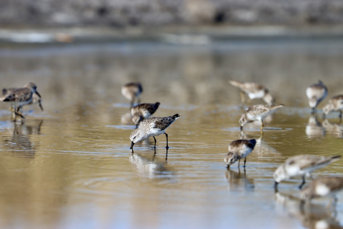 Western Sandpiper - ML525187891