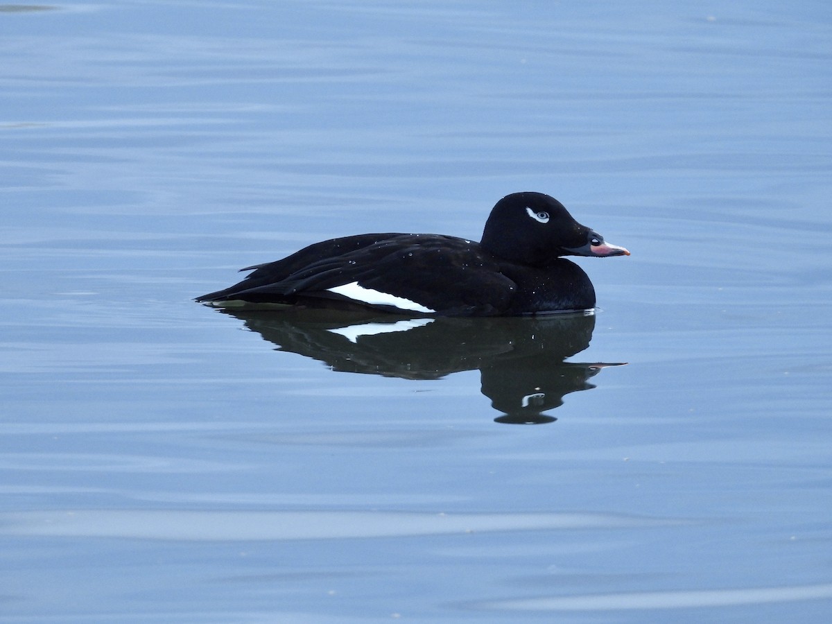 White-winged Scoter - Beth Bruckheimer