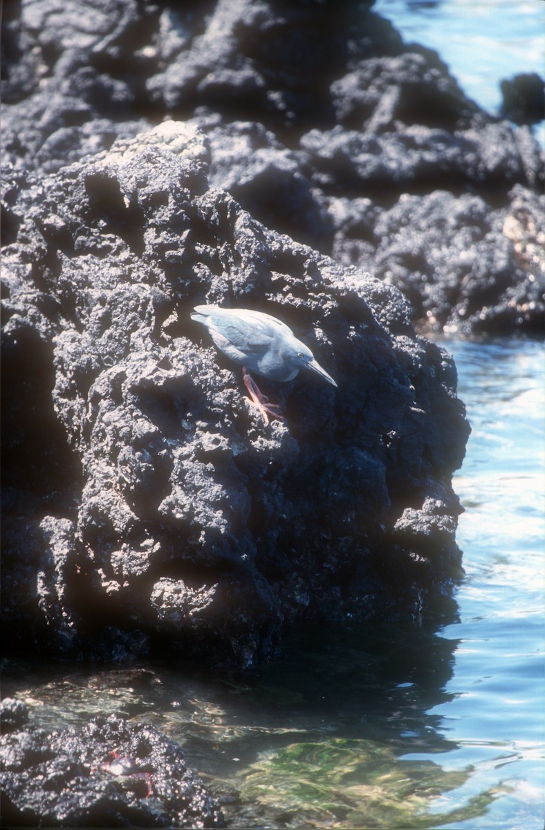 Striated Heron (Galapagos) - Guy RUFRAY