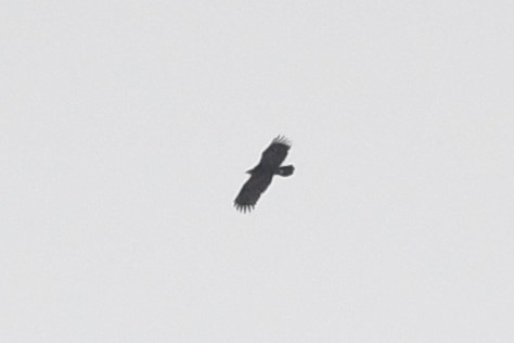 Steppe Eagle - ML525189021