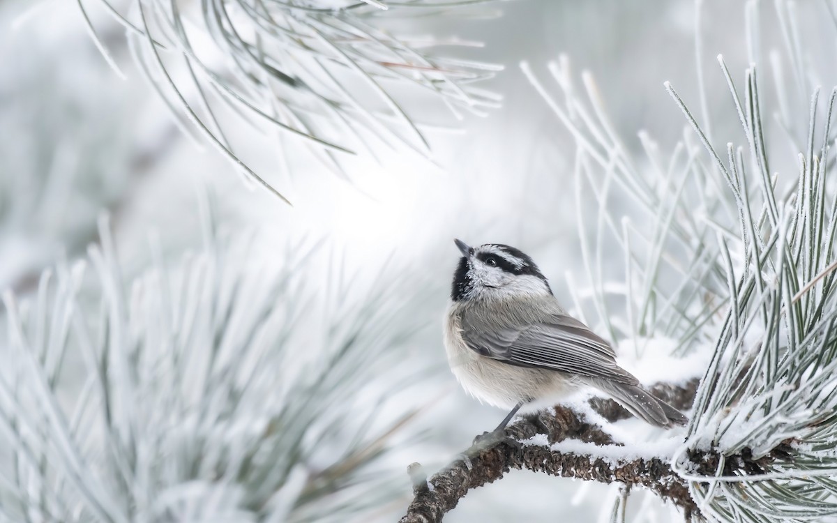 Mountain Chickadee - Hannah Criswell