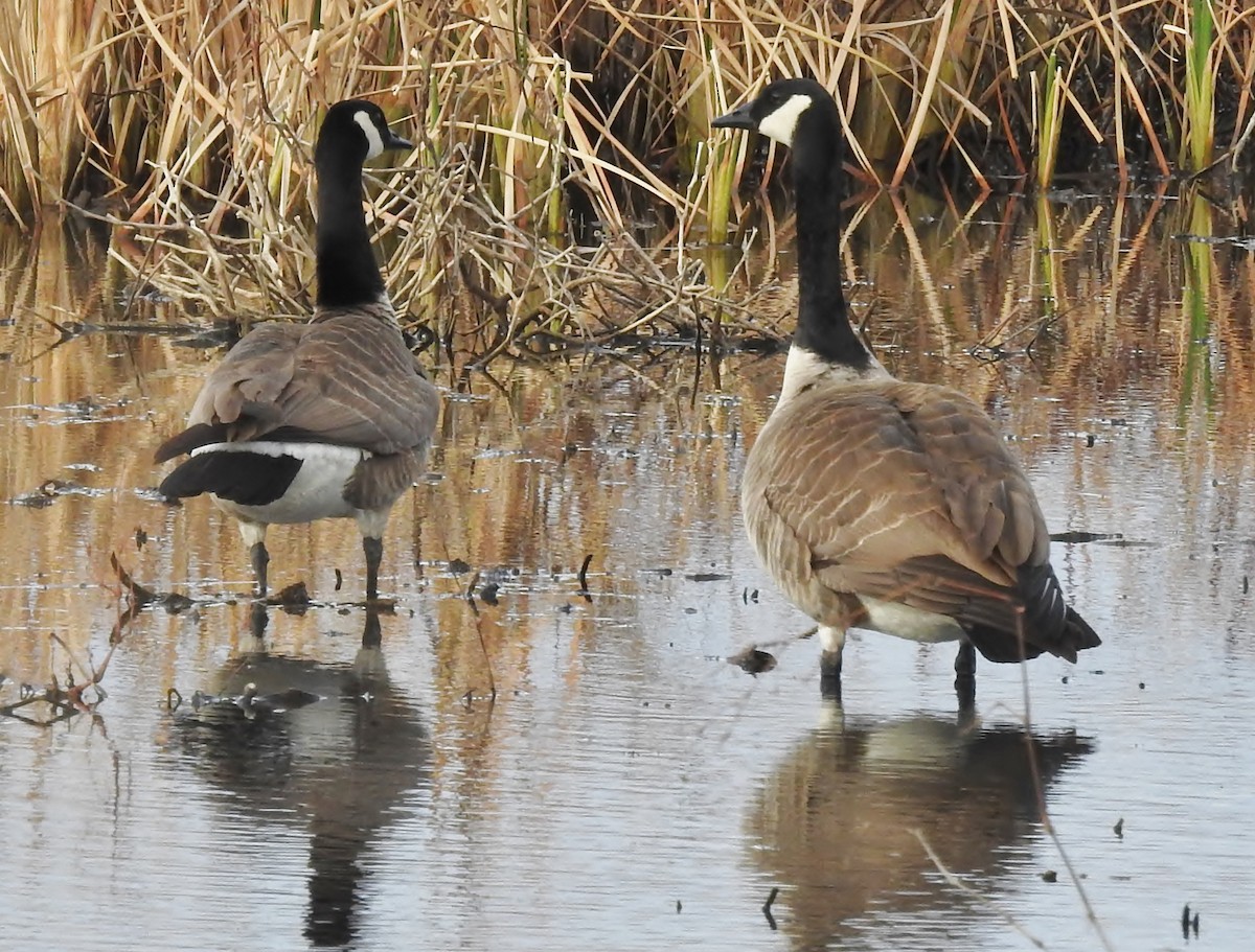 Canada Goose - ML525189921