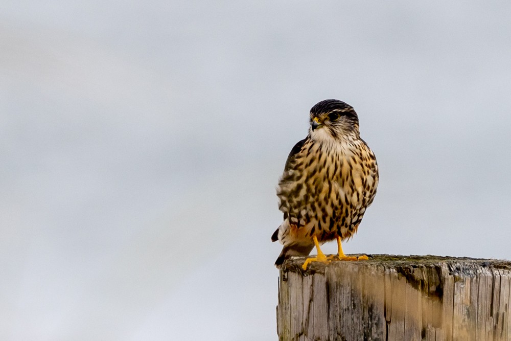 Faucon émerillon (columbarius) - ML525190391
