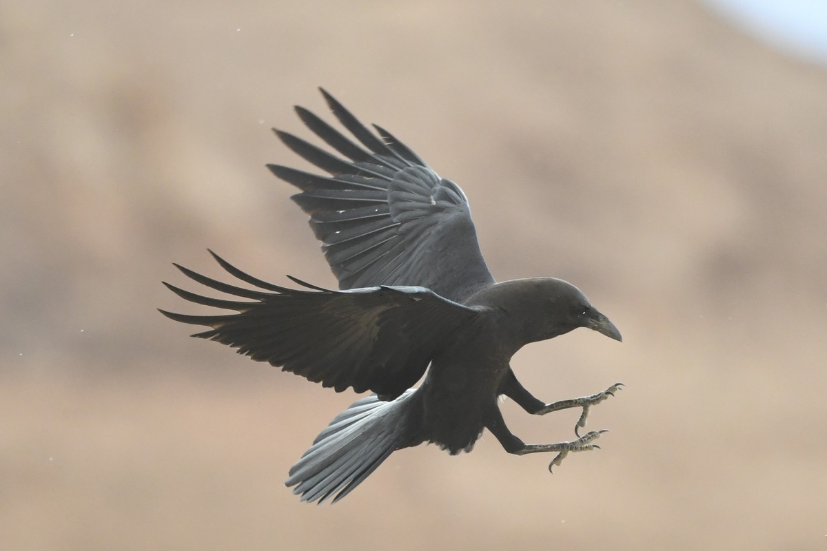 Brown-necked Raven - ML525191411