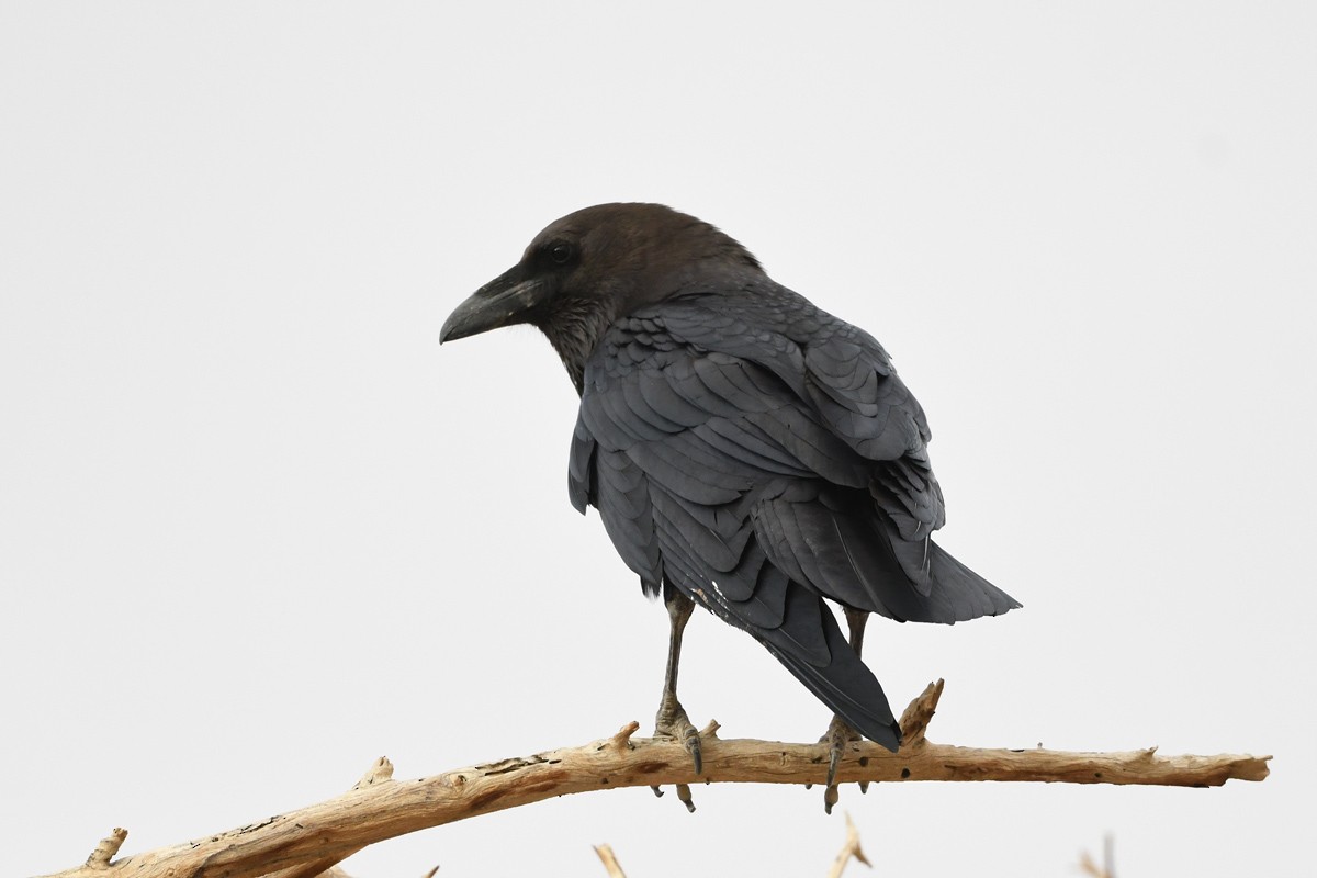 Brown-necked Raven - ML525191421