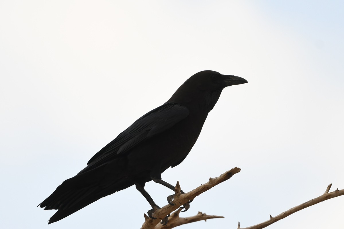 Brown-necked Raven - ML525191431