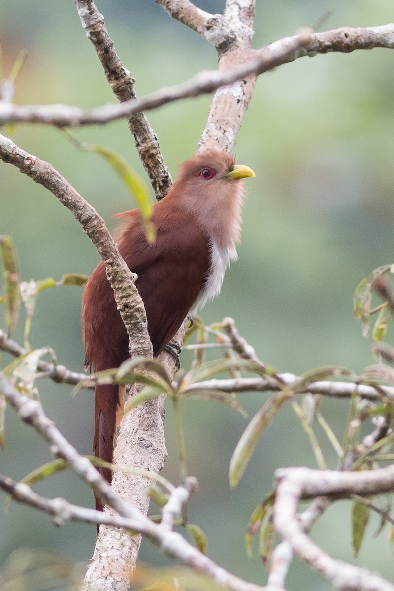 Squirrel Cuckoo - ML52519211