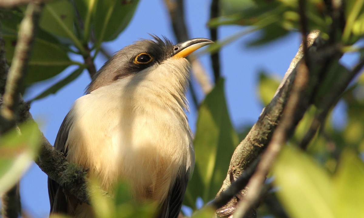 Mangrove Cuckoo - Sean Fitzgerald